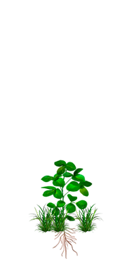 Detecção de Plantas Daninhas Pós Plantio