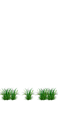 Plantas Daninhas Pré Plantio
