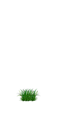 Plantas Daninhas Pré Plantio